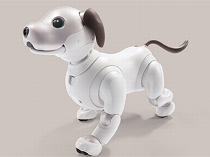 aibo