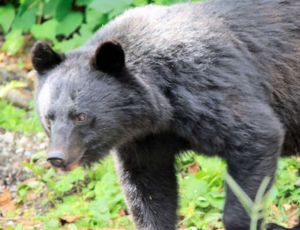 緊急銃猟／クマ被害