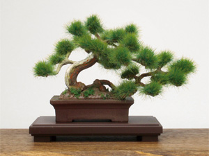 THE BONSAI 盆栽　プラスチックモデル（プラッツ）
